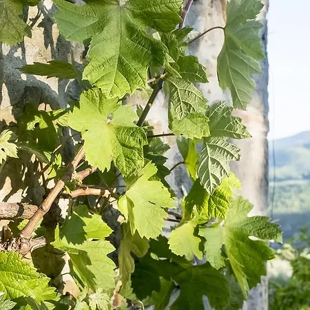 La Sala Farm stay Greve in Chianti